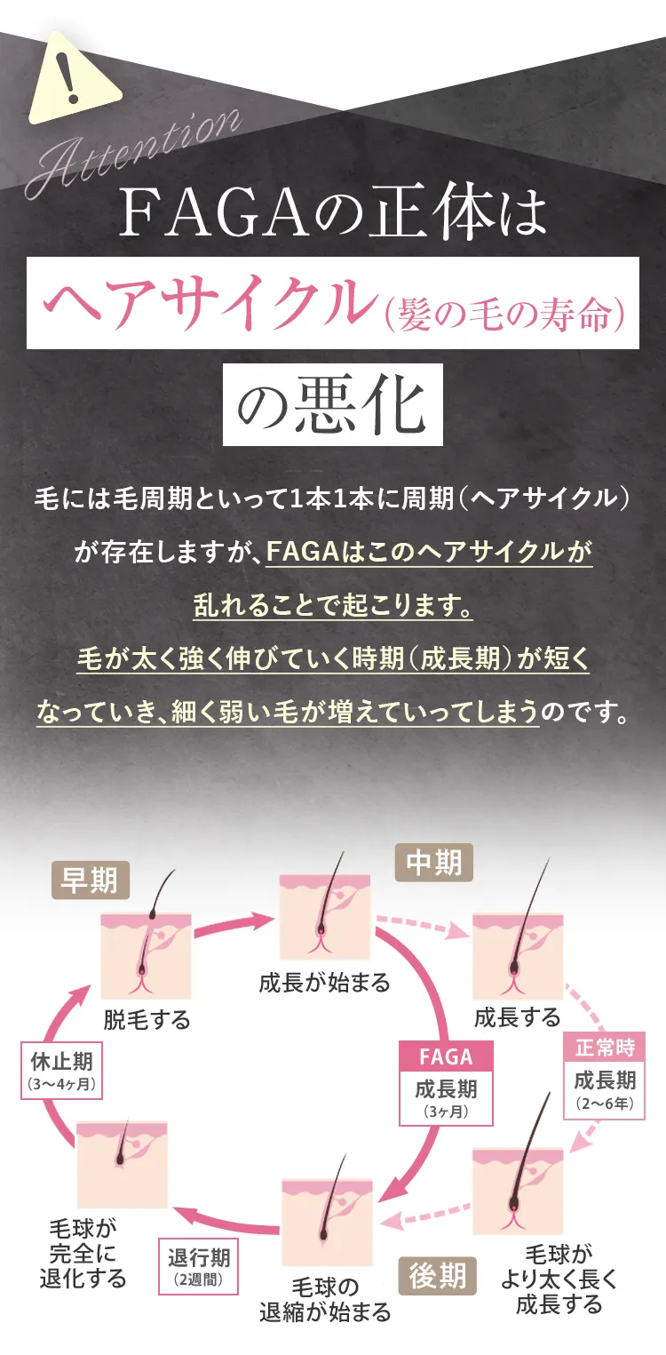 FAGAの正体はヘアサイクル（髪の毛の寿命）の悪化