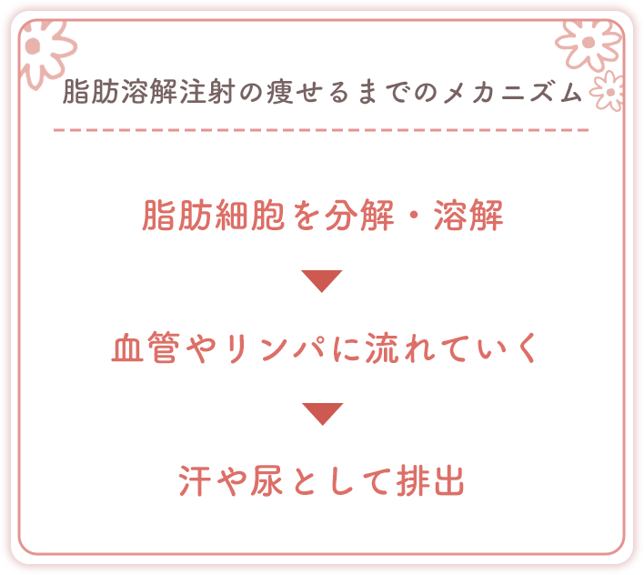 脂肪溶解注射の痩せるまでのメカニズム