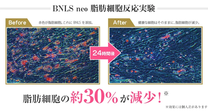 BNLSneo脂肪細胞反応実験 脂肪細胞の約30%が減少！
