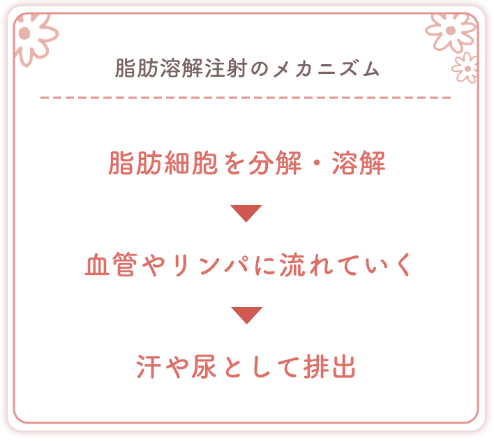脂肪溶解注射の痩せるまでのメカニズム